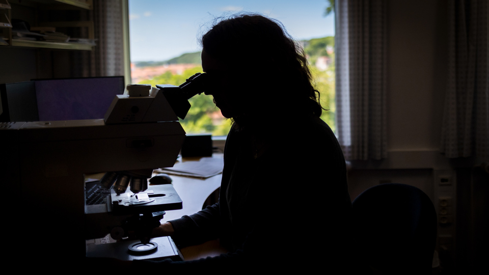 Maria Pihlmann Kristensen kigger i mikroskop.
